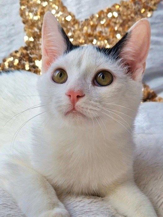 Харьков!Котенок отдается ответственным хозяевам