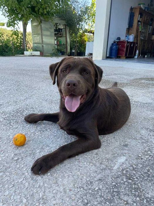 Labrador Chocolate (c/LOP) para monta/cruzar