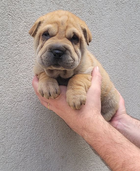 Cachorrinho sharpei bebé