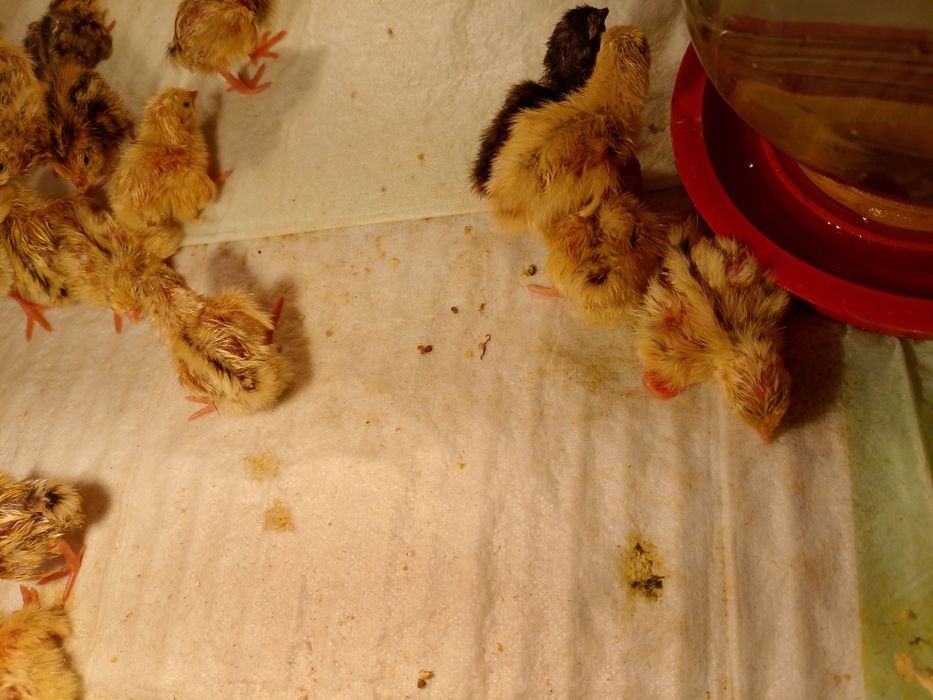 Суточные цыплята перепелов Техас, Феникс, Фараон, Смокинг