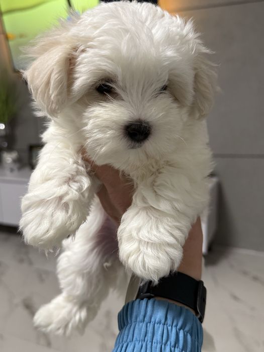 MALTAŃCZYK piękna suczka i piesek