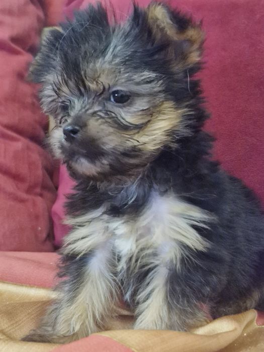 Yorkshire vacinado  desparesitado