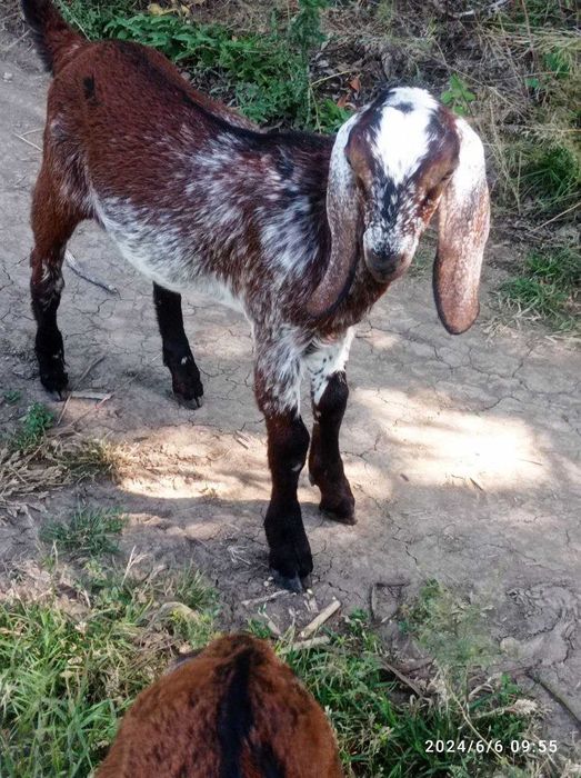 Продам Англонубійські цапки