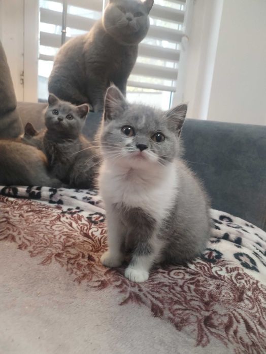 Gotowa do odbioru Śliczna Niebieska Kotka Bicolor