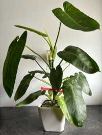 Philodendron Filodendron Jose Buono, cała roślina