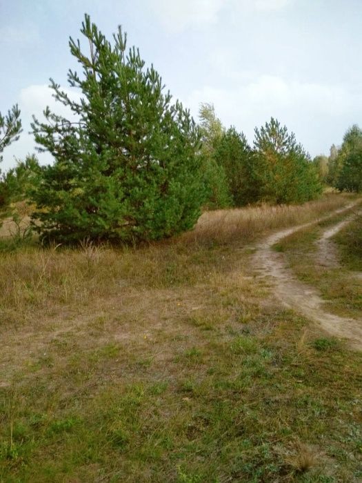 Земельный участок, выход на р. Днепр 10 соток с. Повидов (Днепровское)