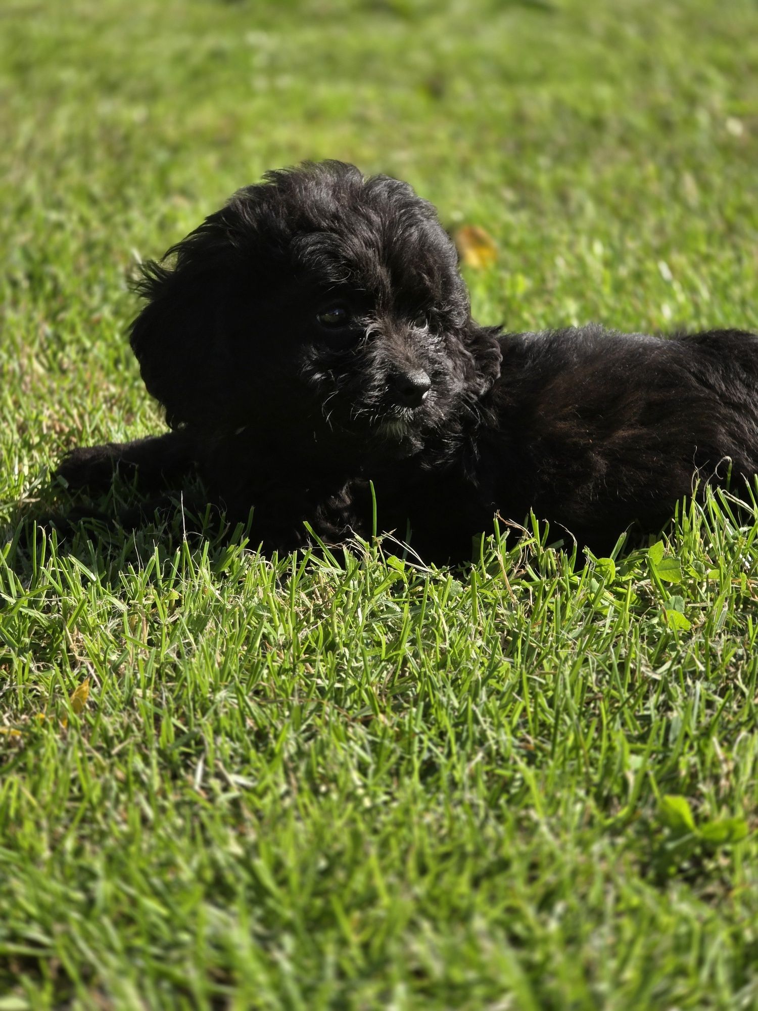 Cavapoo f1b czarny  piesek