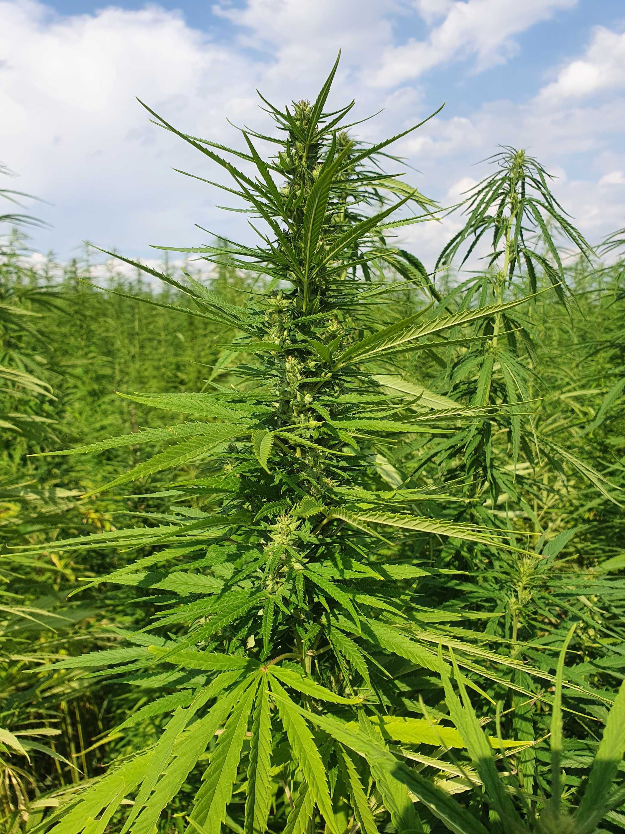 Nasiona konopi futura75 75 cannabis sativa CBD 1kg CBG