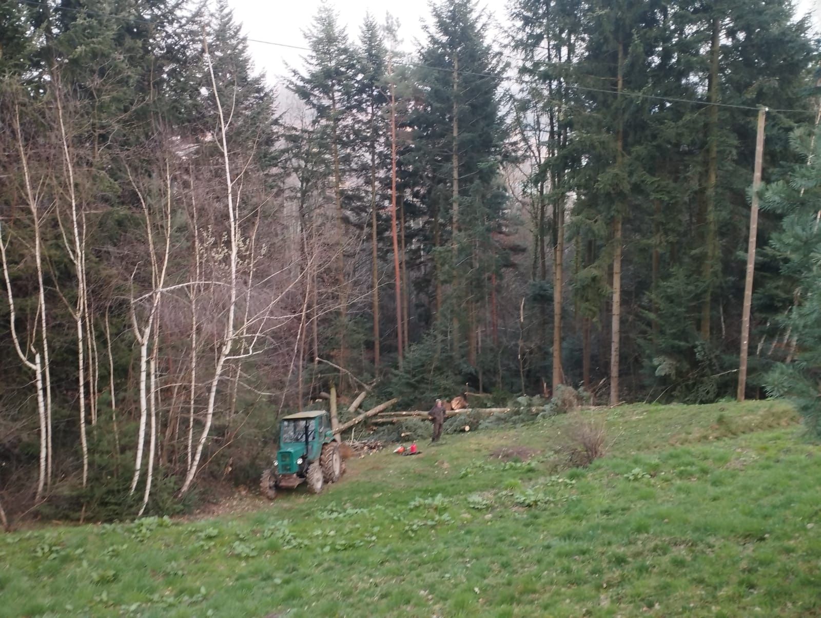 Mulczowanie, rekuperacja terenu, likwidacja samosiejek