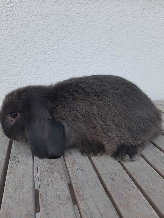 Króliki baranek  miniaturka karzełek mini lop