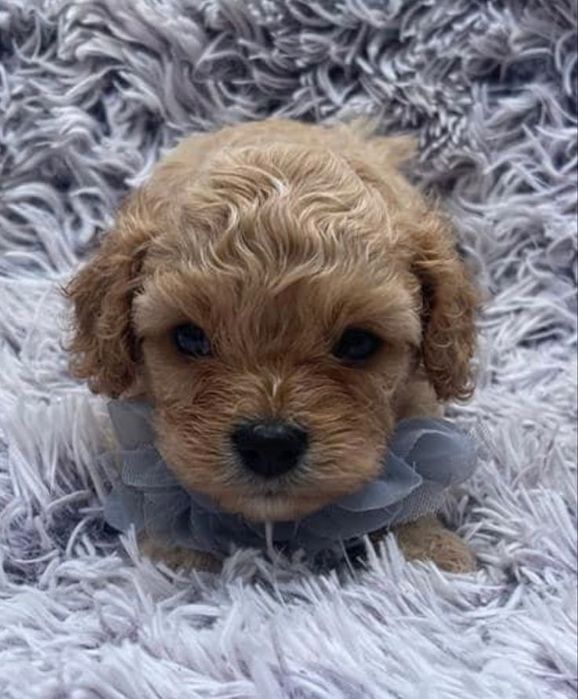 Вишукані Мальтіпу: гіпоалергенна порода з ветпаспортами, проглистовані