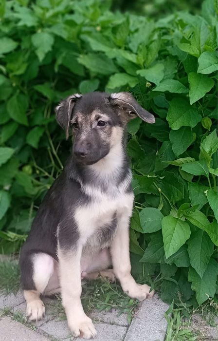 Mały szczeniak Oreo szuka domku