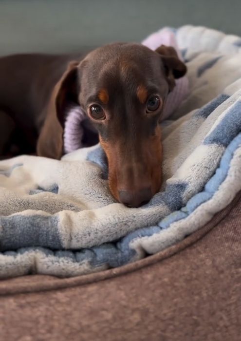 Бронювання чорнопідпалих таксят