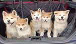 Akita Inu***FCI***cudowne szczenięta -pies