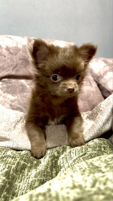 Мала  красуня чихуахуа