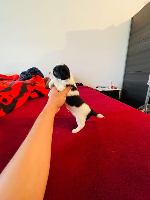 chihuahua macho  de  pelo longo lop e afixo