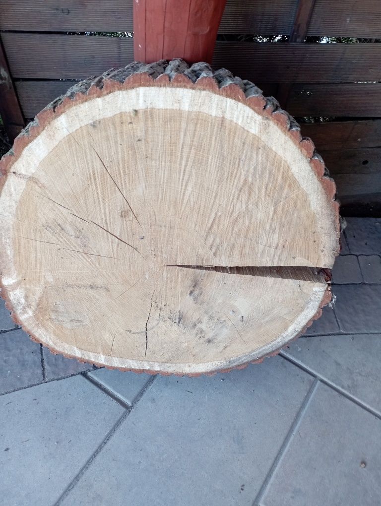 Plaster dęba,blat, krążek drewna 60