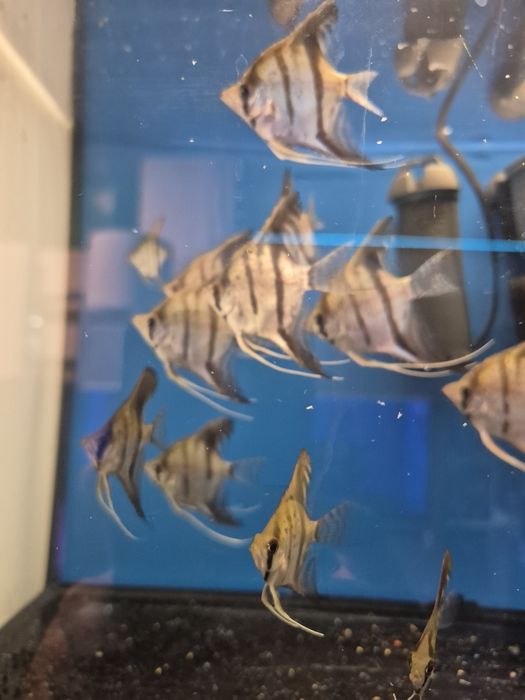 Skalar Gujana Red Dragon Kraków (Swoszowice)