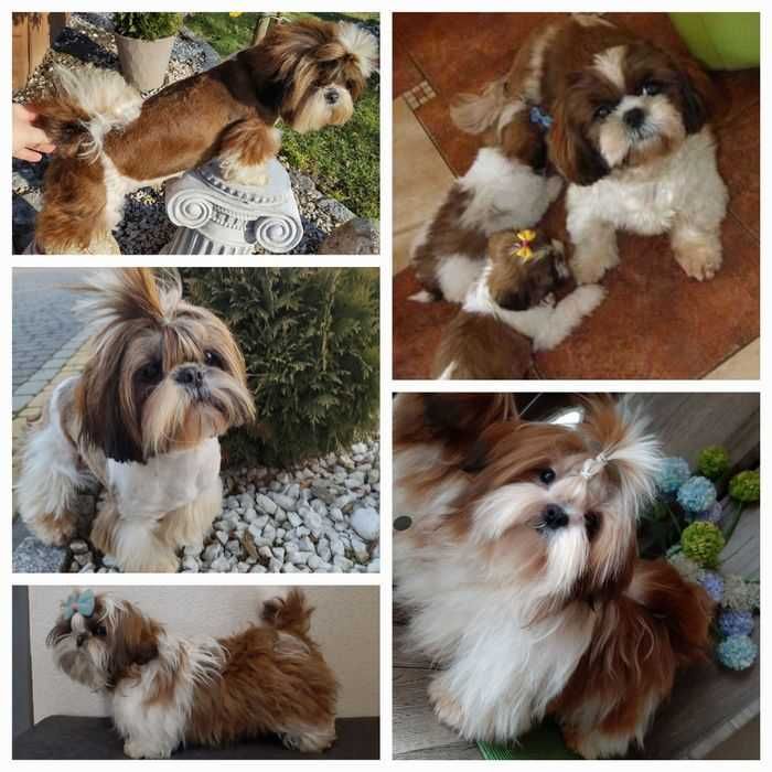 Biało-rudy piesek rodowód ZHPR wyprawka