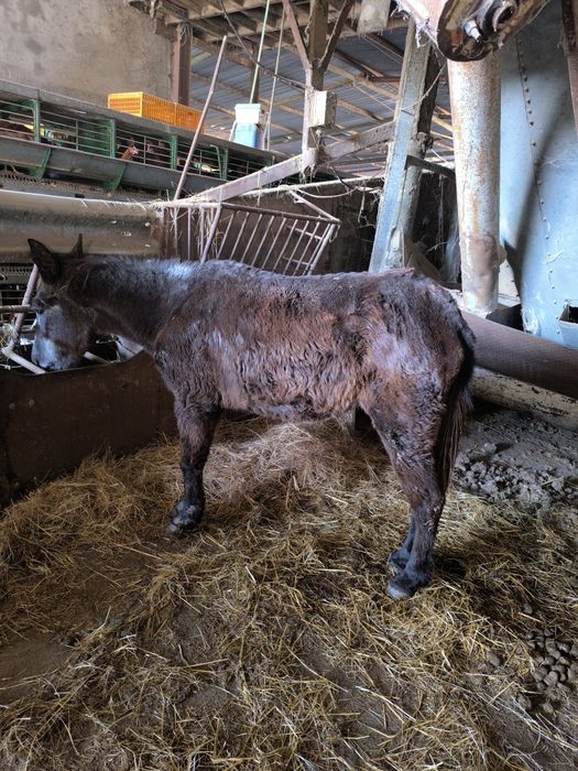 Mula para limpar terrenos.