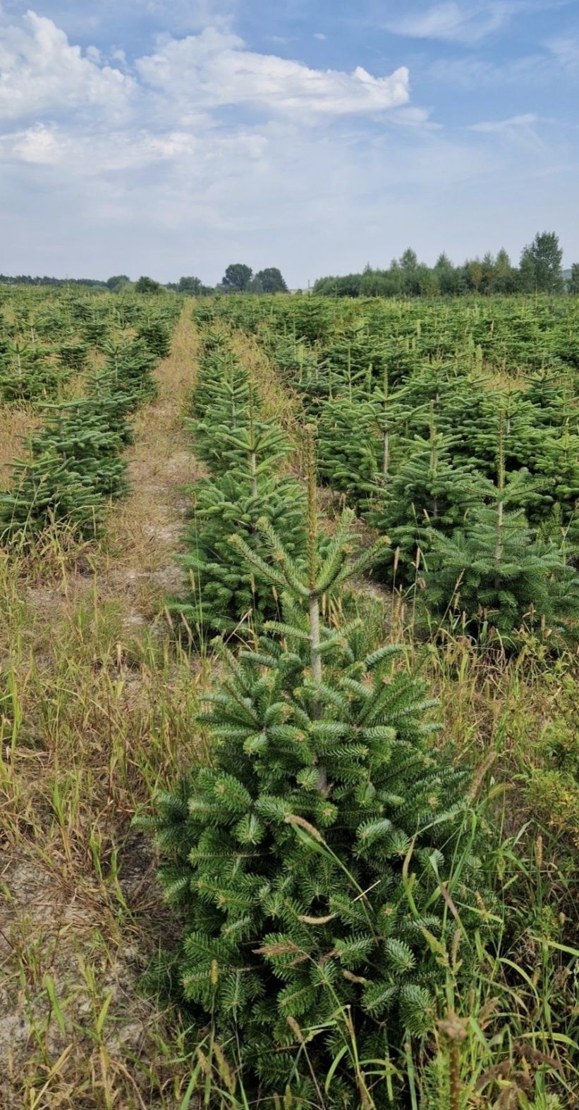 Jodła kaukaska 4 letnia sadzonki abies choinki Szkółka roślin 
choinki