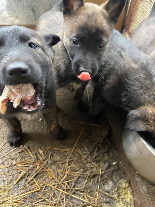 Щенки Малинуа 13.10.25г.