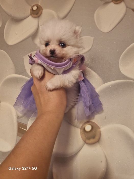 Мікро дівчинка "Померанський шпіц "