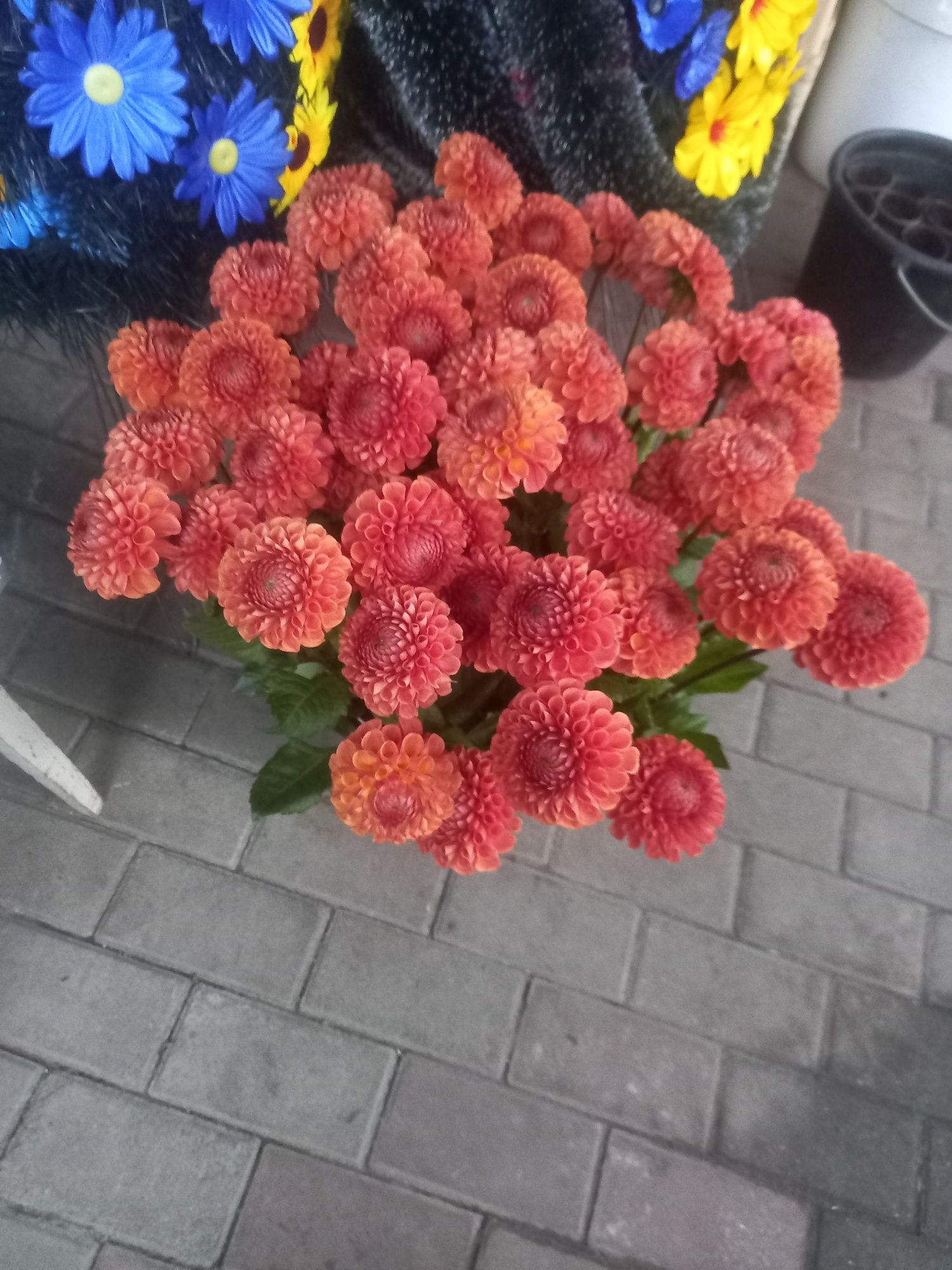 Продаж жоржини Евеліна. корнел бронз .іванеті срез Гладіолуси  30 гр