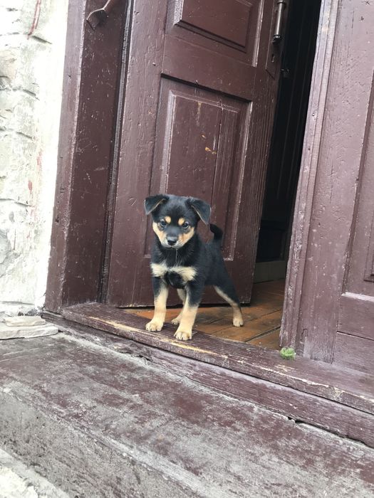 Цуценя віддам в добрі руки