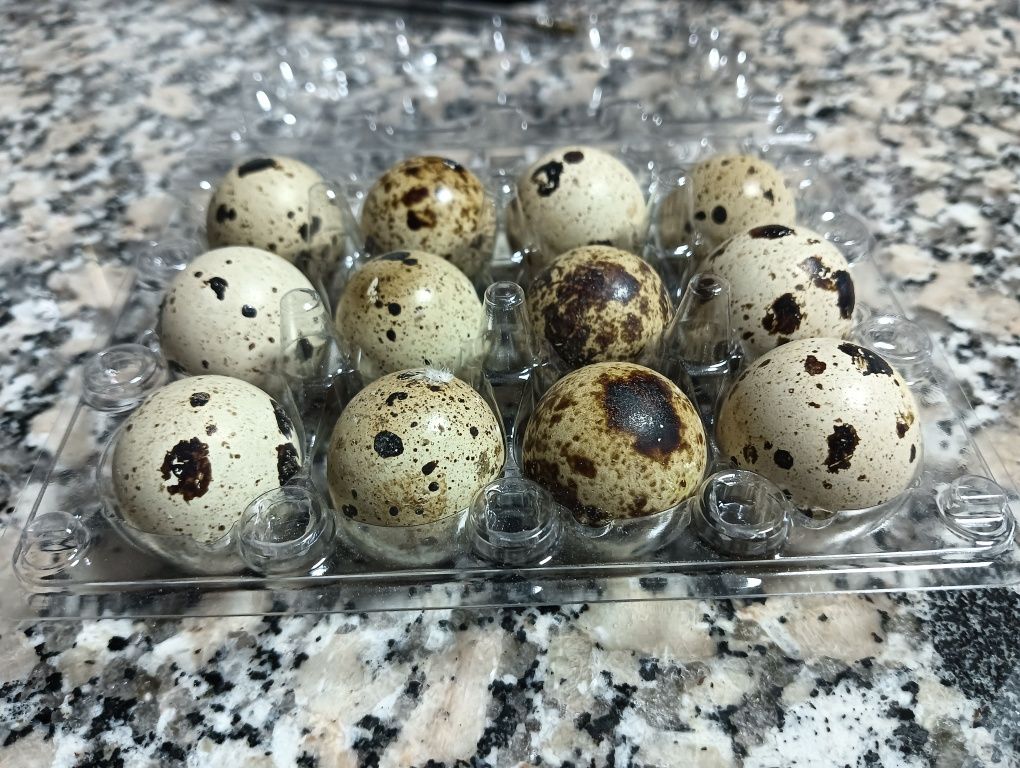 Ovos caseiros para incubação