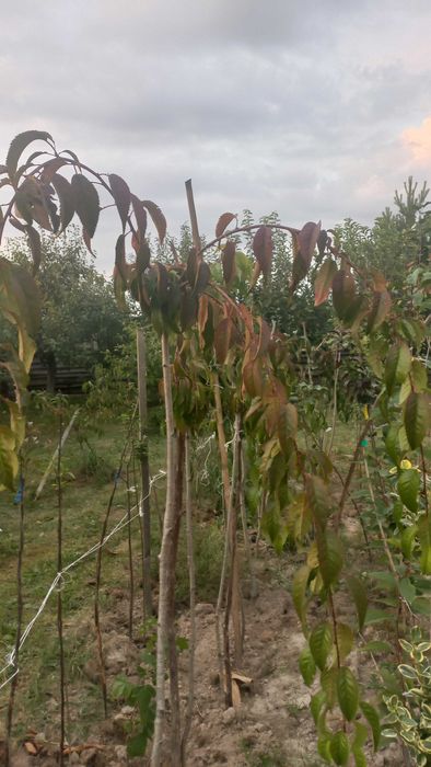 Сакура ,глід,верби,піони,барбариси,гортензії,дієрвілла,піроканта і т.д