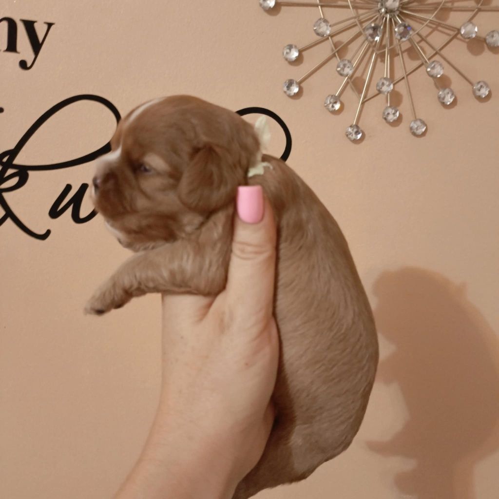 Piesiu  Ruby Cavalier Charles spaniel badanie genetyczne