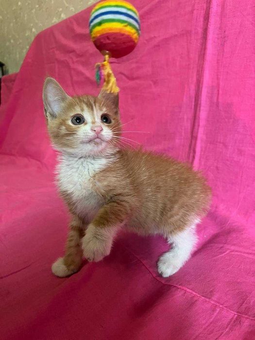 красивые котята для добрых людей !