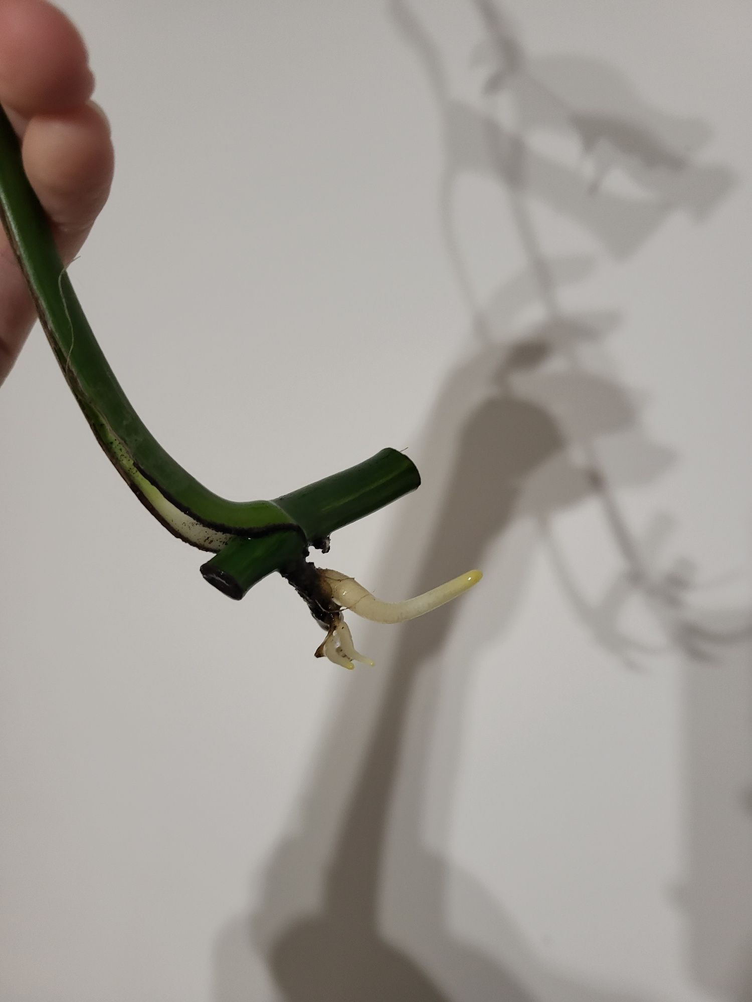 Monstera marmorata