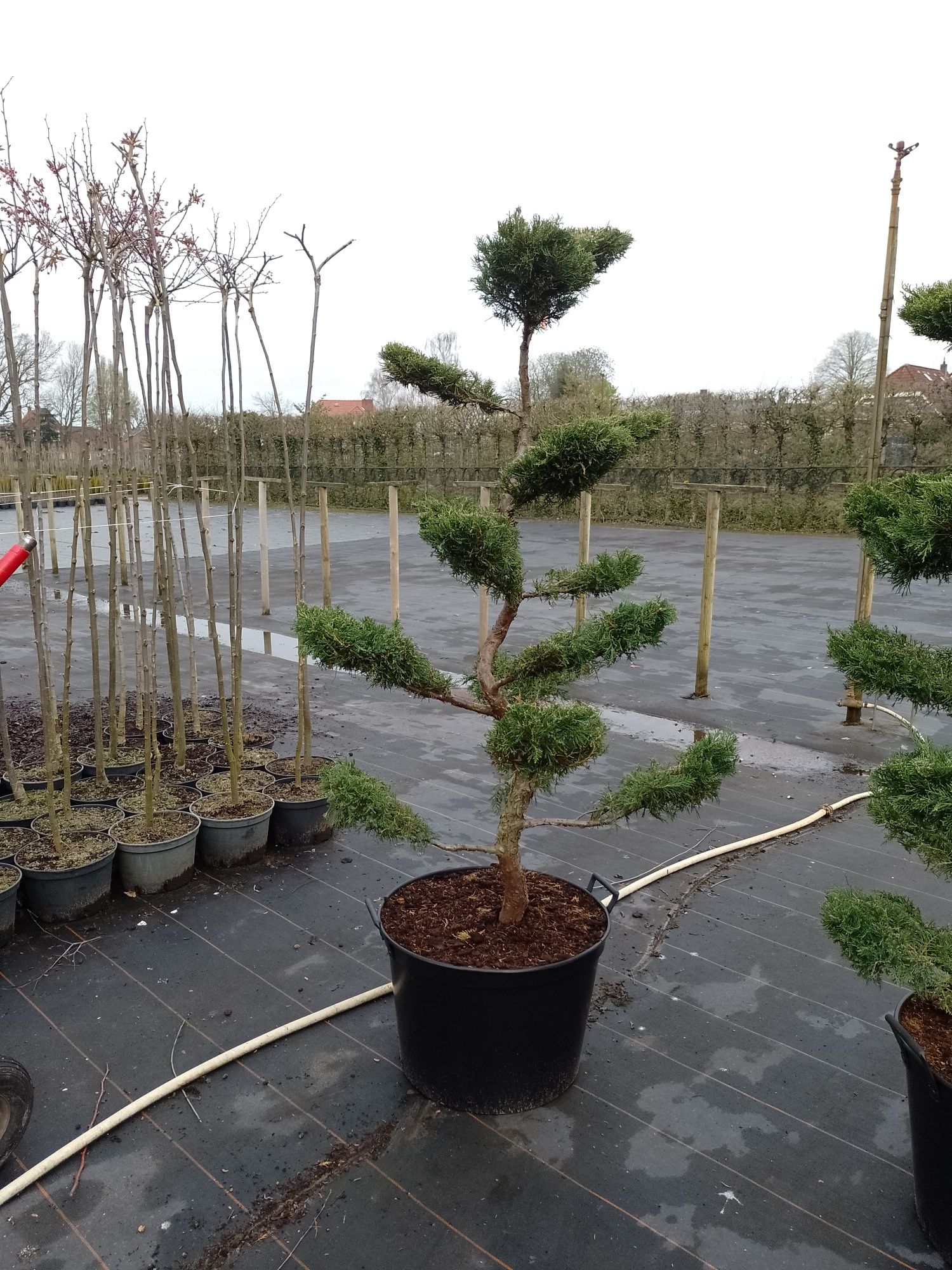 Jałowiec pfizeriana Aurea i mint julep bonsai