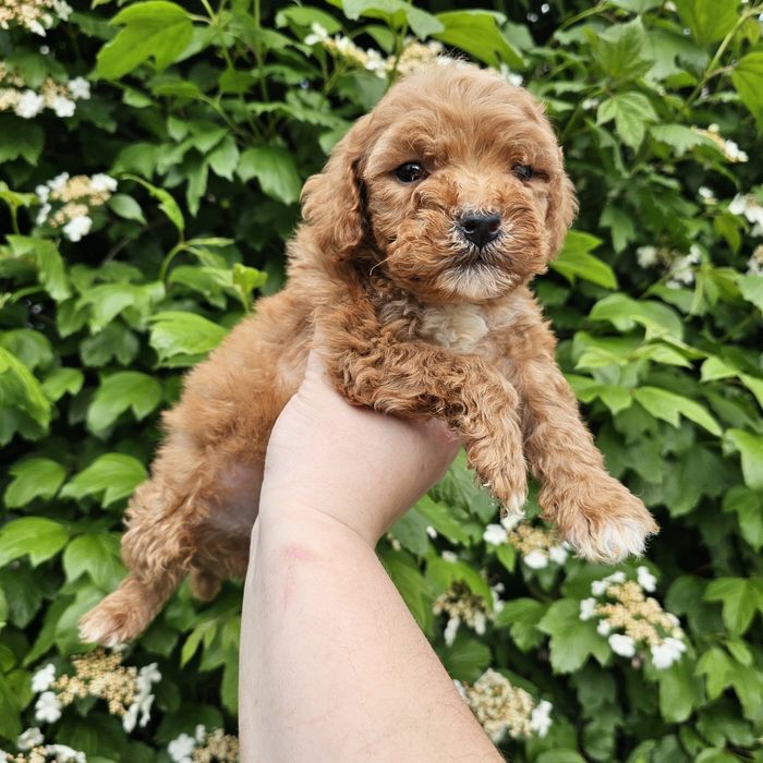 Хлопчики і дівчятка ред Браун