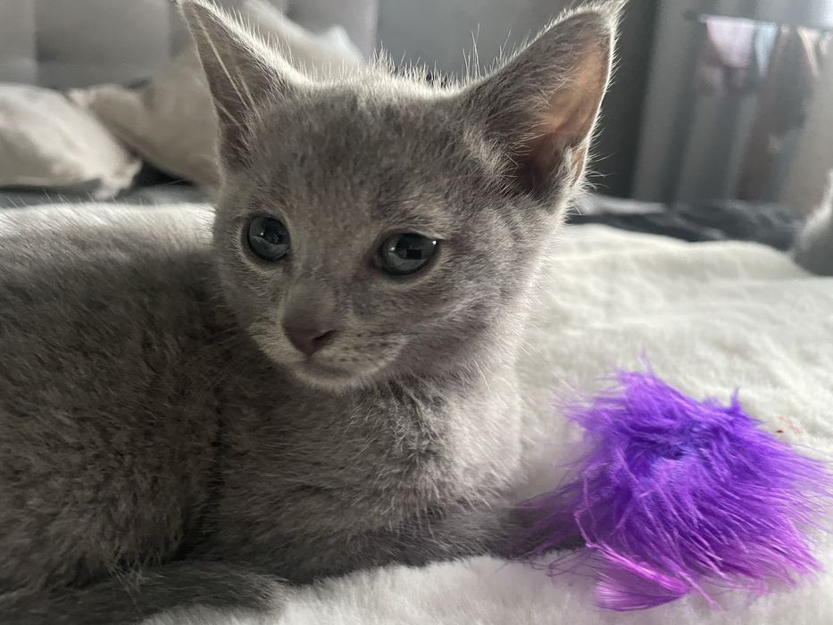 Kotka Rosyjska Niebieska Jettę