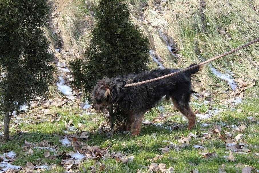 104965 Śleputek do adopcji.