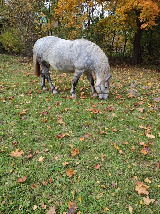Sprzedam klacz szpaczkę