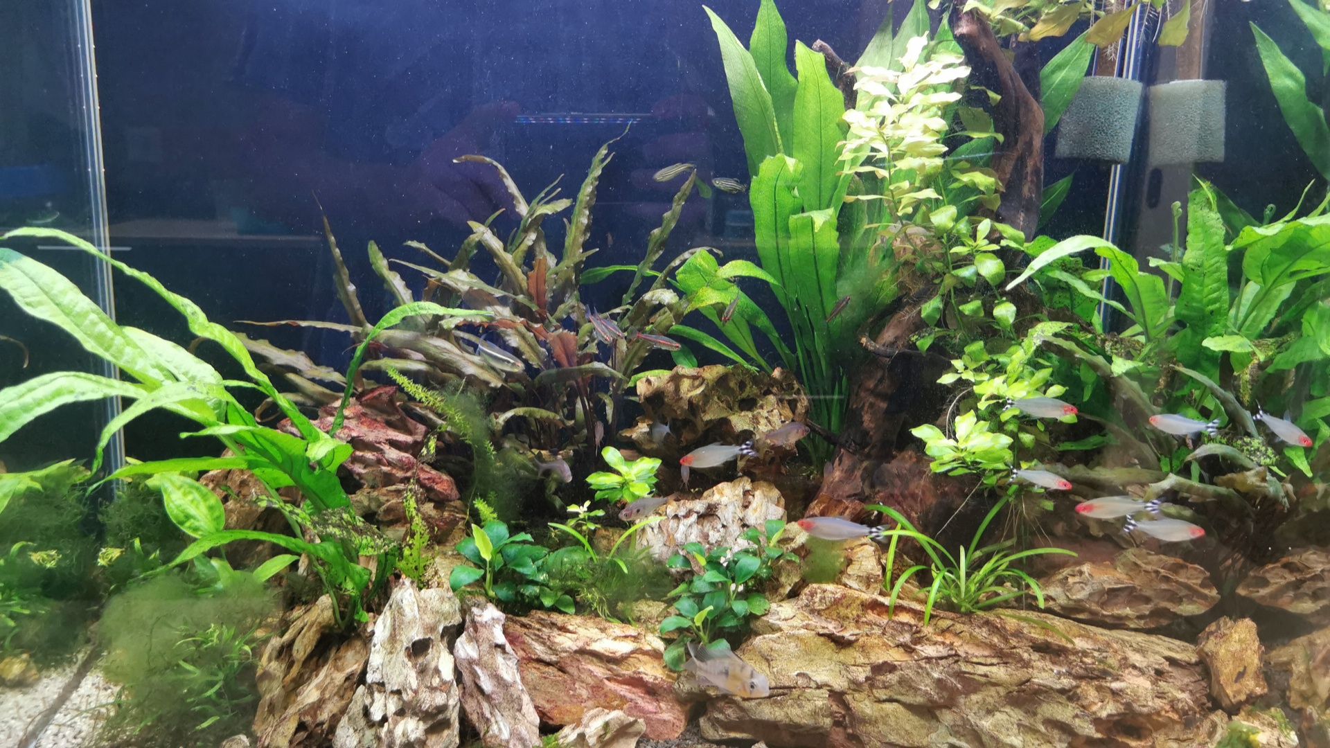 Aquário de 200l com equipamento-descida de preço