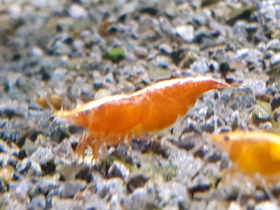 Mix 27 krewetek Neocaridina, 9 gatunków