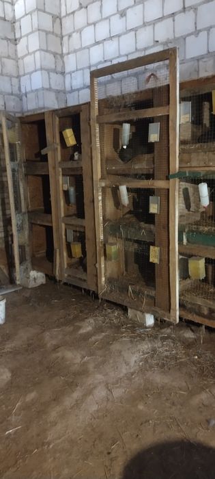 Króliki , sprzedam klatkę