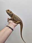 Dorosly samiec agama brodata