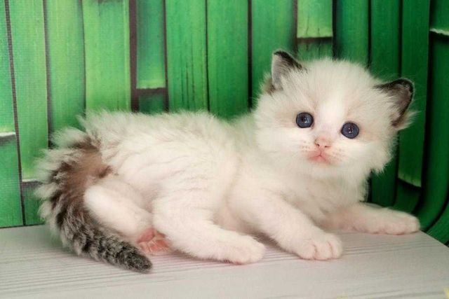 Малышка красотка с голубыми глазками-регдолл