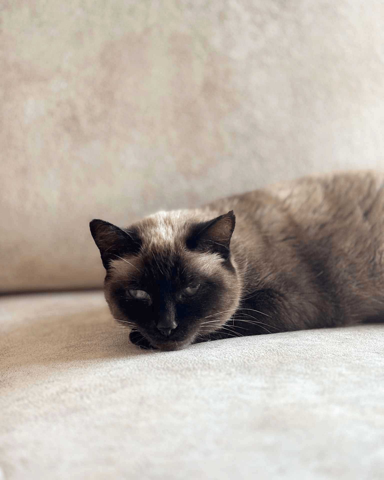 Setúbal / Margem Sul / Lisboa — FLORENTINA, gatinha para adoção