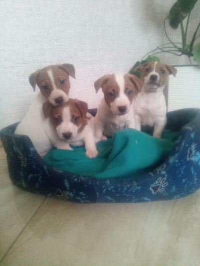 Jack russell terrier