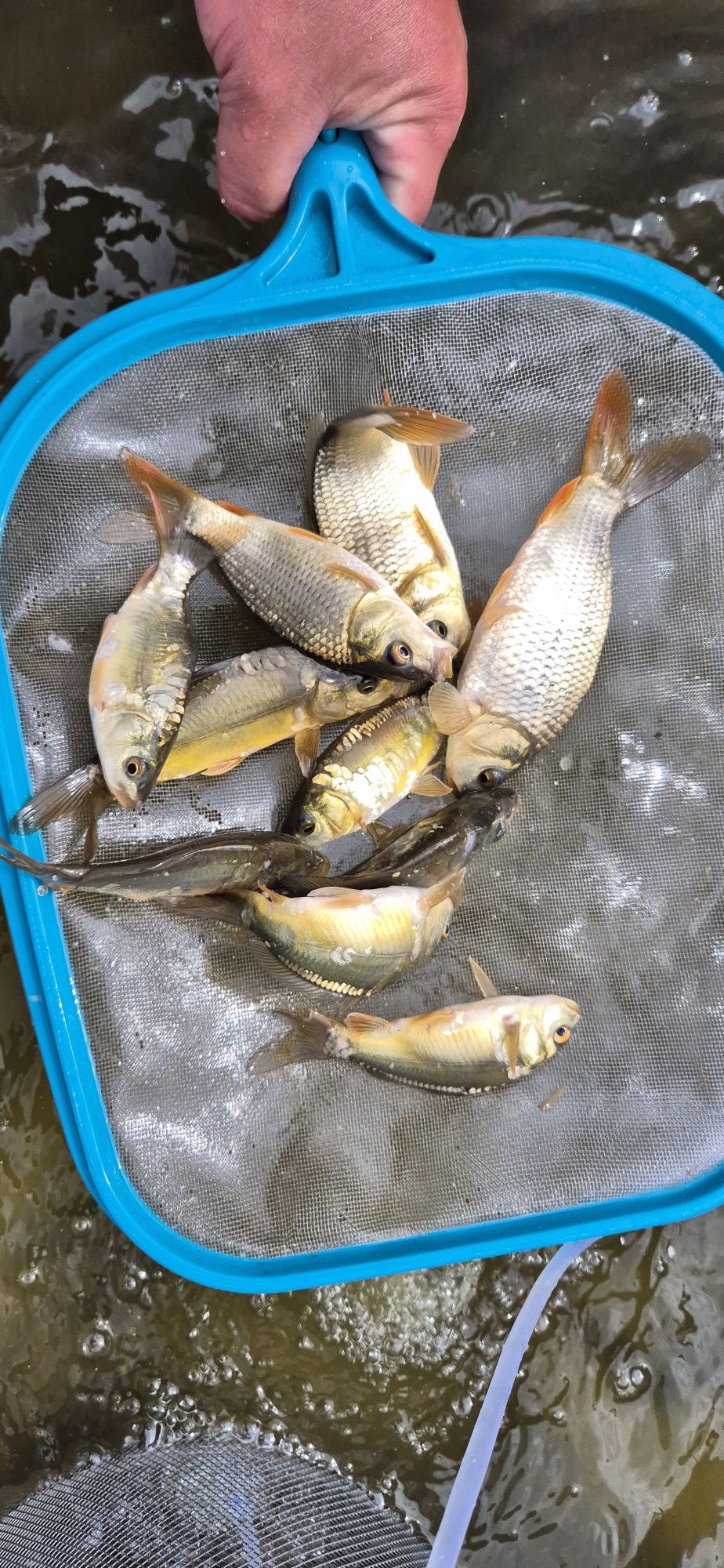 Karp Kroczek lin węgorz amur tołpyga karaś ryby staw oczko wodne
