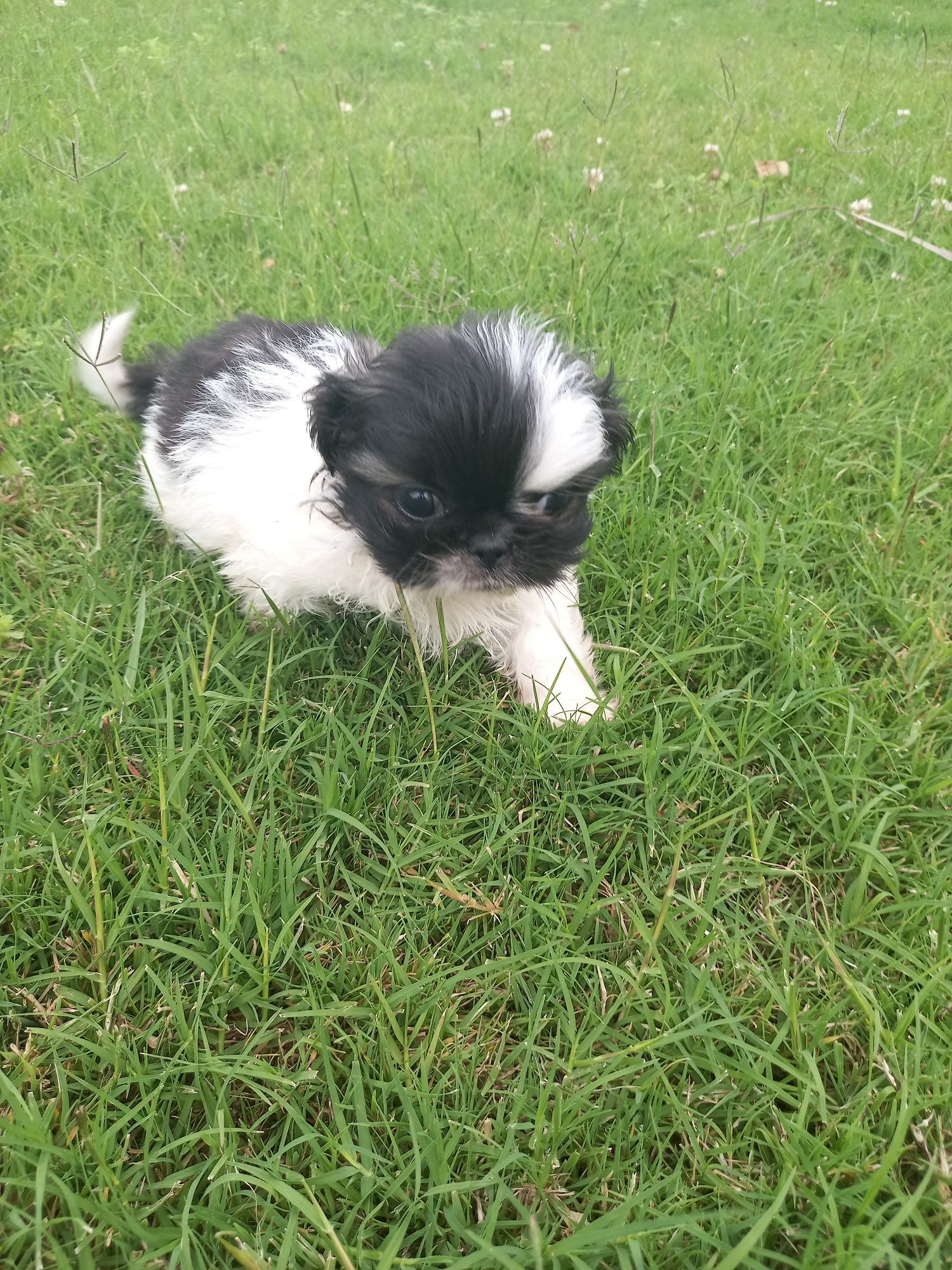 Menino  shih-tzu