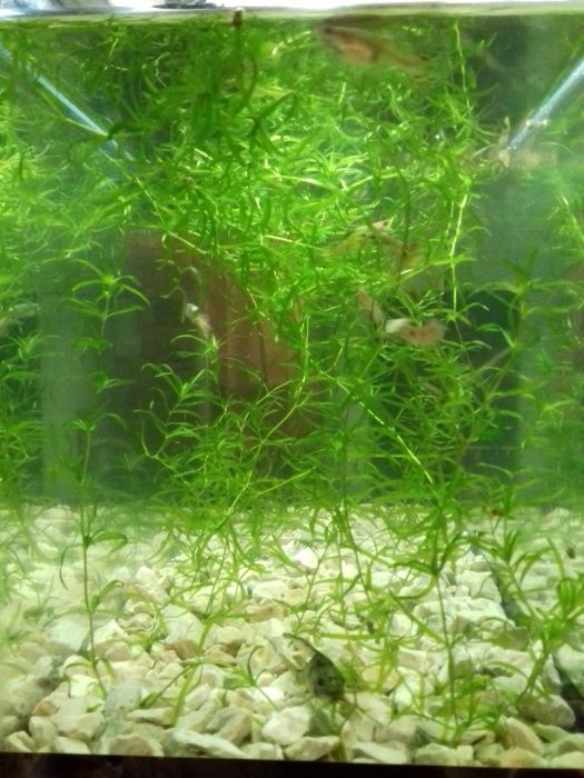 Рослини акваріумні.