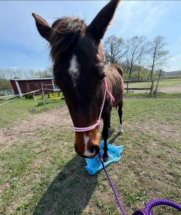 Klacz 2023 po ULCO KWPN